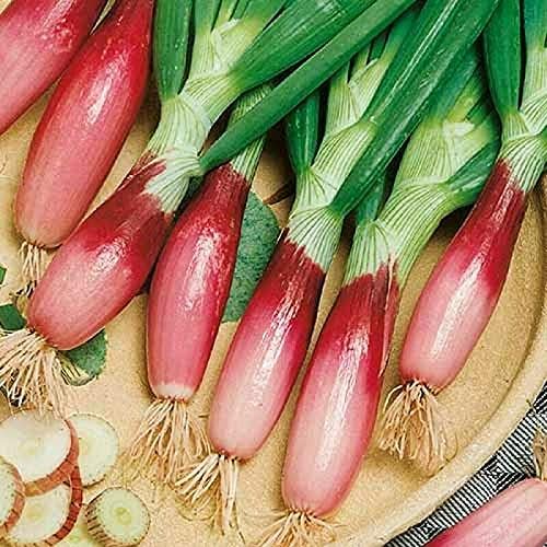 Seeds Red Welsh Bunching Onion Rare Heirloom Vegetable Non GMO