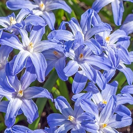 Glory of The Snow Flower Bulbs – 15 Chionodoxa Bulbs | Purple, Blue & White Star-Shaped Blooms | Early Spring Perennials for Fall Planting | Easy to Grow – Zones 3–8 – Great Garden Gift