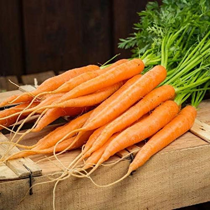 Gaea's Blessing Seeds - Carrot Seeds - Tendersweet - Non-GMO Seeds with Easy to Follow Planting Instructions - Heirloom Net Wt. 1.5g Germination Rate 91%