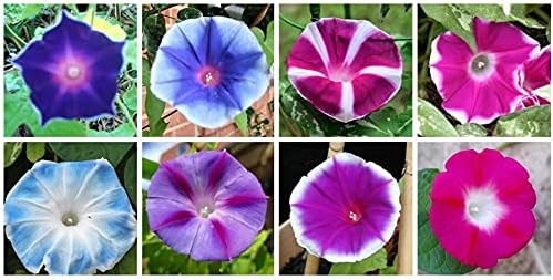 Mixed Color Tall Morning Glory Climbing Vine | 150 Seeds to Plant | Beautiful Flowering Vine. Vibrant Bright Blue, Pink & Purple Blooms | Fast-Growing