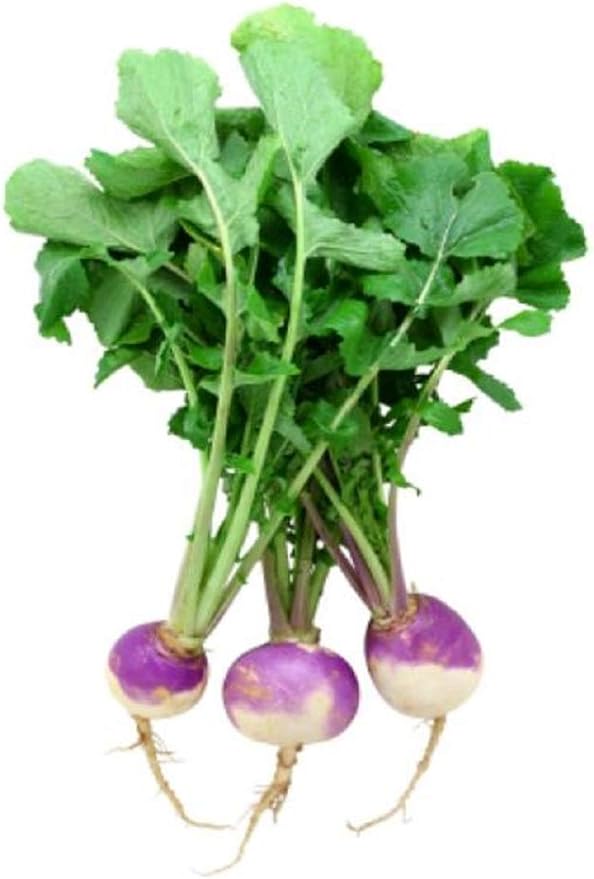 Purple Top White Globe Turnip Seeds, 1 Pound Pack by Seeds2Go