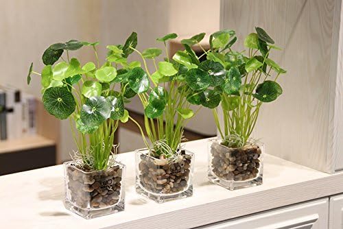 10lb Natural Decorative Polished Mixed Pebbles - Pebbles Polished Gravel，Small Decorative River Rock Stones for Fresh Water Fish Animal Plant Aquariums, Landscaping, Home Decor etc. (160-Oz Bag)