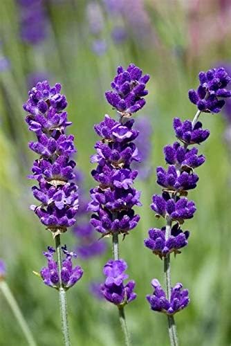 Lavender Provance 100+ Non-GMO Seeds Herb & Flower Garden