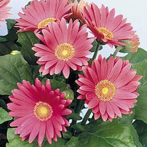 Outsidepride Rose Shades Gerbera Seeds - 20 Pcs Perennial, Compact & Low Maintenance, Flower Seeds for Planting w/Vibrant Rose Blooms, Ideal for Garden Landscaping & Cut Flower Arrangements