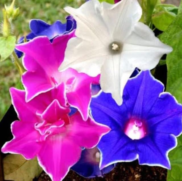 Morning Glory (Kikyo-Zaki Mix) Climbing Vine Seeds – 100 Premium Seeds for Planting – Fast-Growing, Colorful Mix of Purple, Blue, and Pink Blooms – Ideal for Fences, Trellises, and Garden Décor