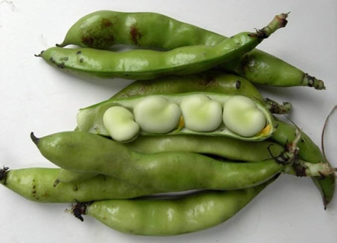 Windsor Broad Bean Seeds (a.k.a Fava Bean Seeds) Non-GMO, Approx. 75 Seeds per Package, Large Meaty Bean That's Great for soups and stews.