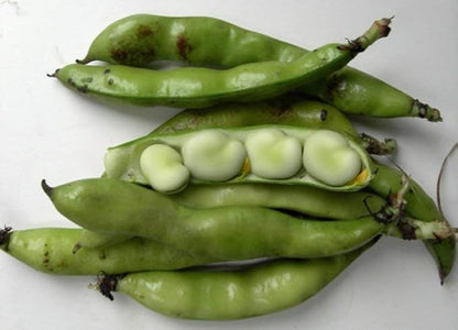 Windsor Broad Bean Seeds (a.k.a Fava Bean Seeds) Non-GMO, Approx. 75 Seeds per Package, Large Meaty Bean That's Great for soups and stews.