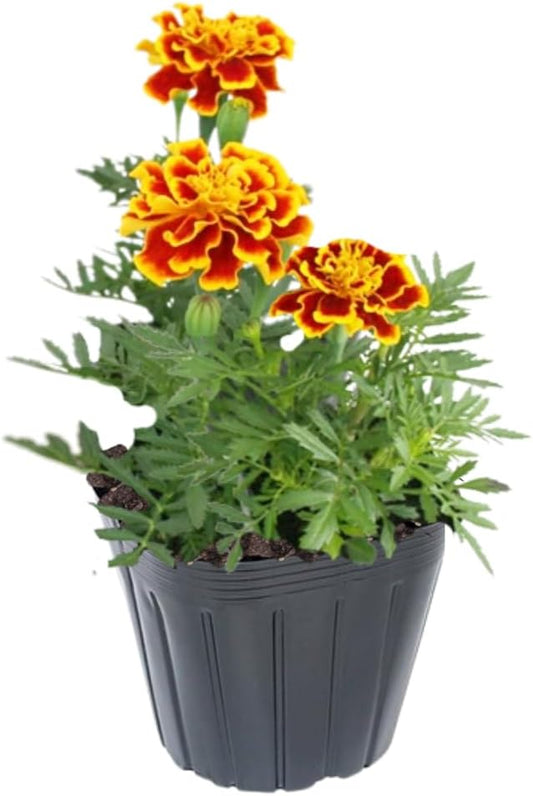 2 Mix Marigold Plants Live, Starter Plants, Marigold Flowers Live Plants, No Potted