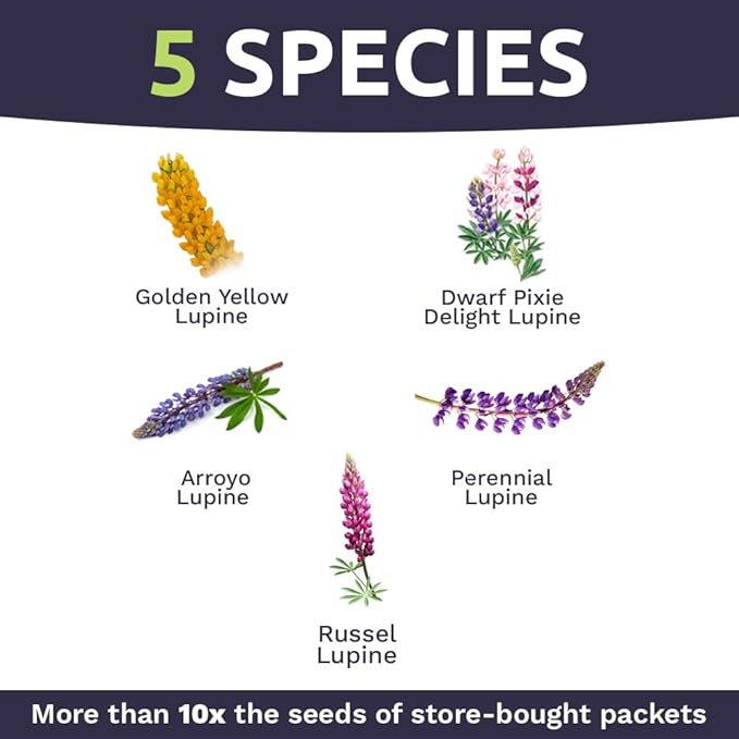 Lupine Wildflower Seeds - Large 1 Ounce Packet - Over 1,200 Annual and Perennial Mixed Lupine Flower Seeds