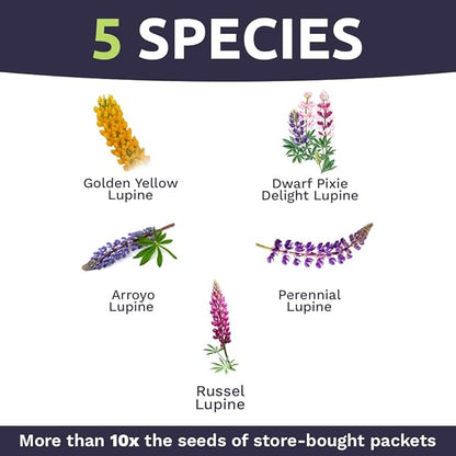 Bulk Lupine Mix Wildflower Seeds 1/4 Pound Bag - Over 4,500 Untreated Annual and Perennial Mixed Lupine Flower Seeds