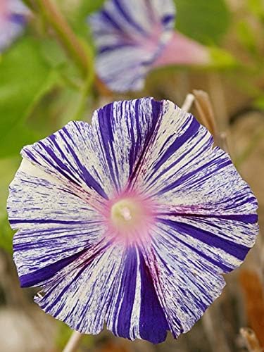 Seeds Flowers Morning Glory Carnival Mix - 25 Seeds