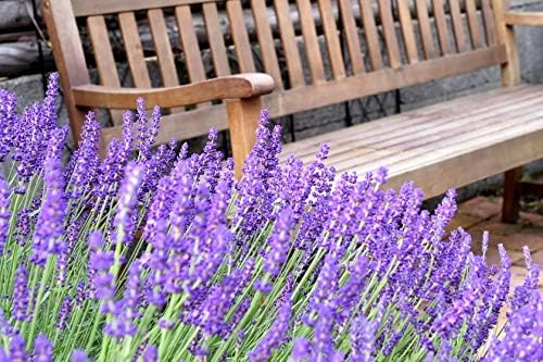 Lavender Provance 100+ Non-GMO Seeds Herb & Flower Garden