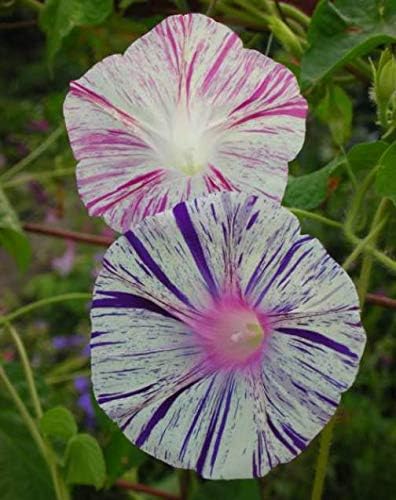 Seeds Flowers Morning Glory Carnival Mix - 25 Seeds