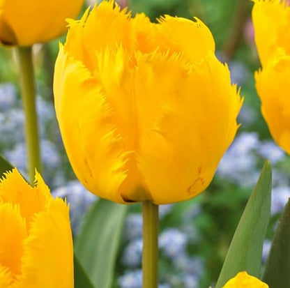 15PCS Rainbow Tulip Bulbs Fringed Mixture Tulips Flower Bulbs Fall Planting for Spring Blooms (15bulbs)