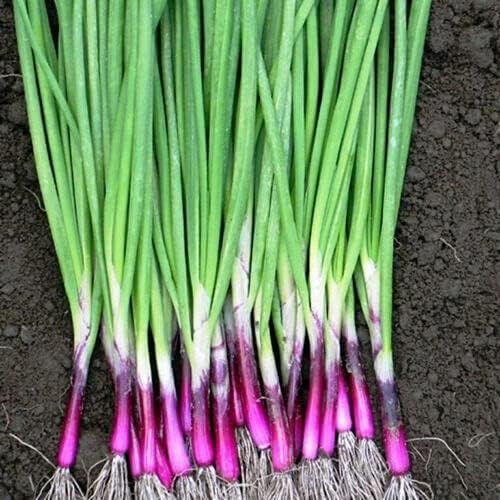 Seeds Red Welsh Bunching Onion - Heirloom Vegetable - GMO Free