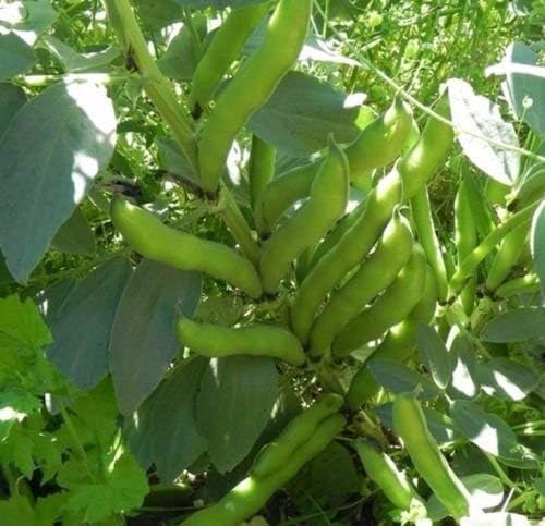 Windsor Broad Bean Seeds (a.k.a Fava Bean Seeds) Non-GMO, Approx. 75 Seeds per Package, Large Meaty Bean That's Great for soups and stews.