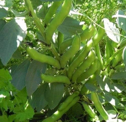 Windsor Broad Bean Seeds (a.k.a Fava Bean Seeds) Non-GMO, Approx. 75 Seeds per Package, Large Meaty Bean That's Great for soups and stews.