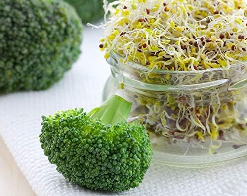 Food to Live Broccoli Seeds for Sprouting, 8 Pounds – Vegan, Kosher, Sirtfood, Bulk. Rich in Sulforaphane, Vitamin C, Vitamin A. Great for Growing Sprouts, Microgreens. High Germination Rate