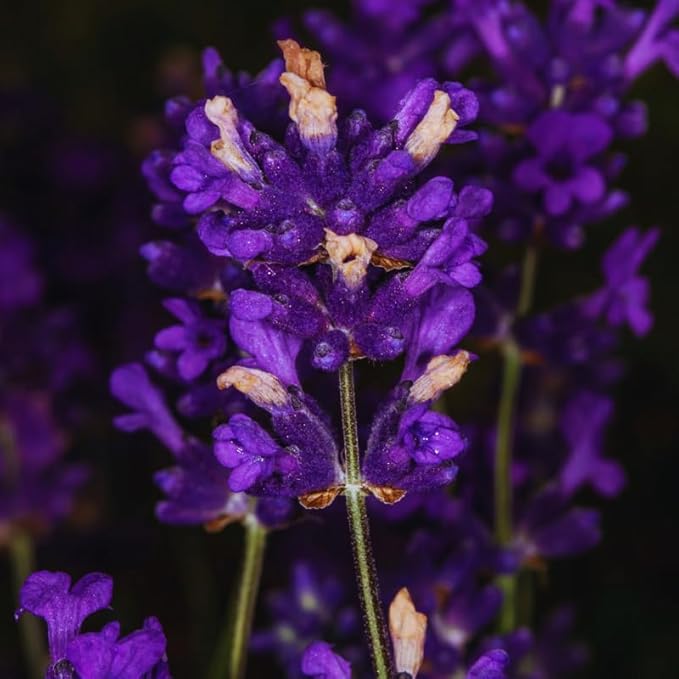 Lavender Plant Live Outdoor, Live Lavender Plant, 5 Inches Pot, Fragrant Perennial Herb Gardening