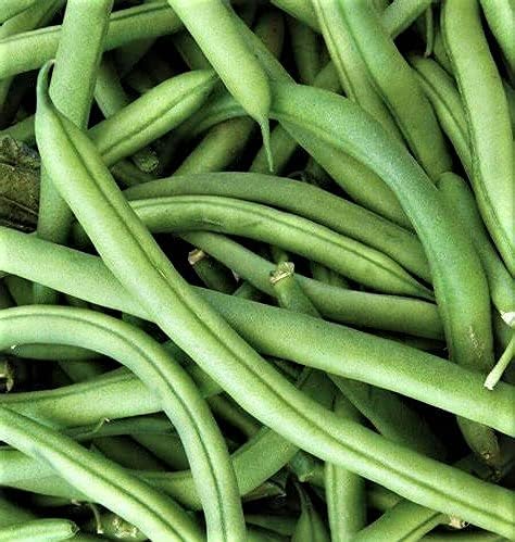 Kentucky Blue Pole Bean Seeds - 100 Count Seed Pack - Delicious, Sweet Flavor, and Produces Incredible yields - Country Creek LLC