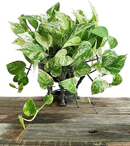 American Plant Exchange Marble Queen Pothos – Live 6-Inch Pot, Bright Green Trailing Vine, Easy-Care Air Purifying Houseplant for Hanging Planters, Shelves & Indoor Home or Office Décor