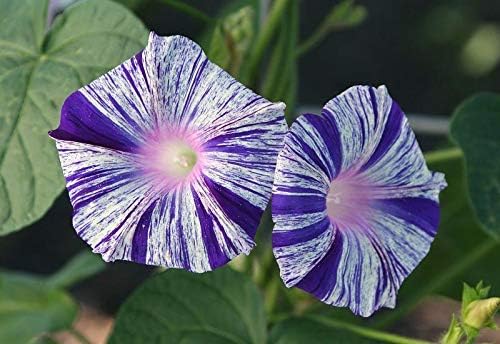 Seeds Flowers Morning Glory Carnival Mix - 25 Seeds