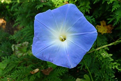 Morning Glory Heavenly Blue Untreated Fresh Nice Garden Flower by Seed Kingdom 3,000 Seeds
