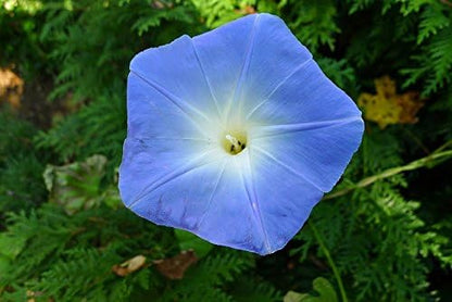 Morning Glory Heavenly Blue Untreated Fresh Nice Garden Flower by Seed Kingdom Bulk 5 Lb Seeds