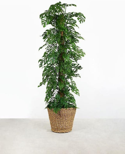 Premium Aroid Potting Mix - 20 Quart - Soil Free Blend for Aroids - Growing Medium for House Plants by Gardenera - (4 Bags of 5 Quart)