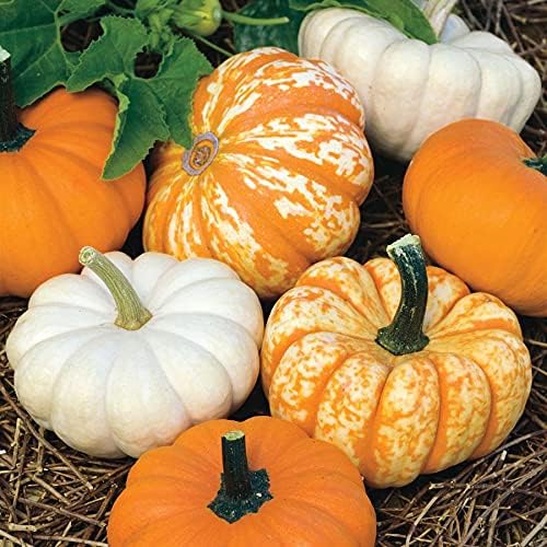 Park Seed Mini Harvest Blend Pumpkin Seeds, Miniature Pumpkin Seeds, Pack of 25 Seeds