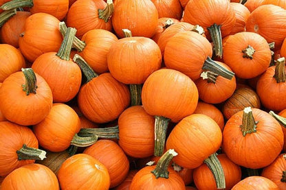 Park Seed Kandy Korn Plus Hybrid Pumpkin Seeds – Non-GMO, Miniature Deep Orange Pumpkins with Dark Green Handles, High-Yielding Bush Vines for Small Spaces, Pack of 10