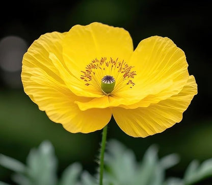 Wood Poppy Roots (Stylophorum diphyllum) – Shade-Loving Native Perennial with Brilliant Yellow Blooms (1 Root)