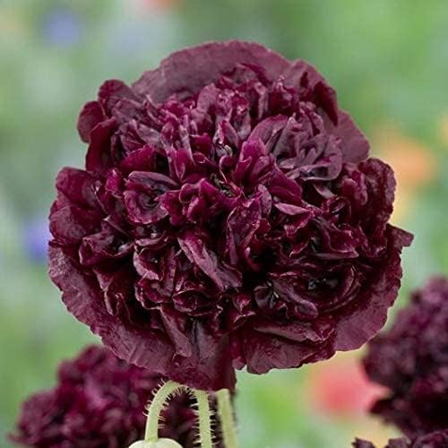 Exotic Strains of Poppy Seeds for Planting (200 Seeds Per Packet) - Easy to Grow, Ships Fron Iowa, USA (Double Black Poppy)