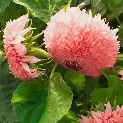 50pcs Pink Pooh Sunflower Seeds - Unique Pink Blooms, Non-GMO, Heirloom, Organic - Ideal for Zones 5-10