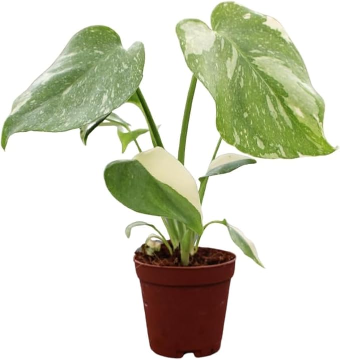 CoollectivePlants Monstera Thai Constellation – Live Plant in 2″ Grower’s Pot, Easy Indoor Houseplant, Thai Constellation Monstera, Includes UniHeat Pack for Winter Protection