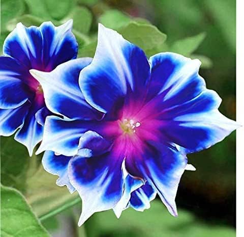 Morning Glory Flower Climbing Vine Seeds for Planting - 100 Seeds per Packet (Blue and White)