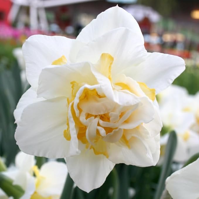 White Lion Double Daffodil Flower Bulbs - 5 Bulbs per Pack - Deer Resistant - Good as Cut Flowers - Naturalizing - Perennializing