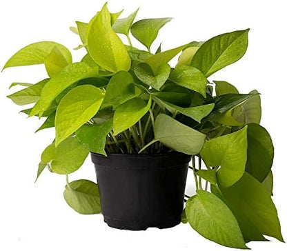 American Plant Exchange Neon Pothos – Live 6-Inch Potted Climbing Vine, Easy-Care Air Purifying Houseplant, Fast-Growing Indoor Plant for Home, Office, Bedroom, Living Room & Indoor Jungle Décor