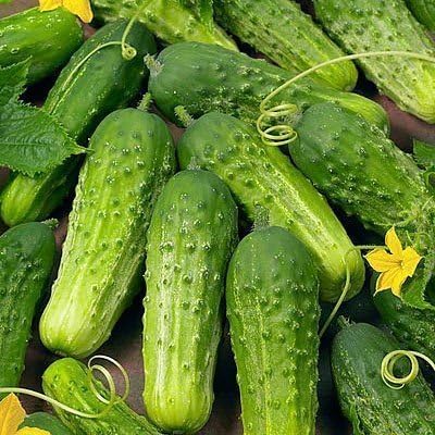 Bulk Organic Boston Pickling Cucumber Seeds Non GMO (1/4 Lb)