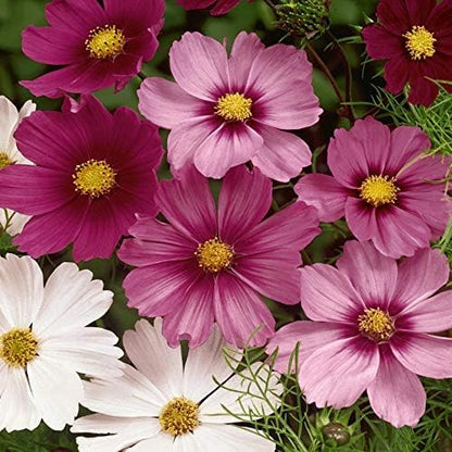 Outsidepride Sensation Mix Cosmos Bipinnatus Seeds - 5 lbs. Annual, Drought-Tolerant, Self-Sowing, Mixed Flower Seeds for Planting Outdoors, Easy-Grow Pollinator Garden & Cut Flowers (AAS Winner)
