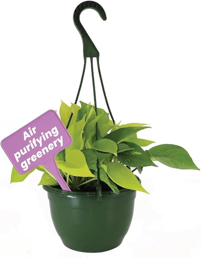 American Plant Exchange Neon Pothos – Live 8-Inch Hanging Basket, Bright Green Trailing Vine, Easy-Care Air Purifying Houseplant for Hanging Planters, Shelves & Indoor Home or Office Décor