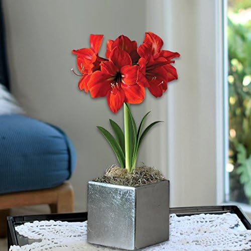 Easy to Grow Amaryllis Ferrari Red - 1 Planted Flower Bulb in a Ceramic Silver Square Gift, Blooms Indoors for Holidays in 4 to 8 Weeks