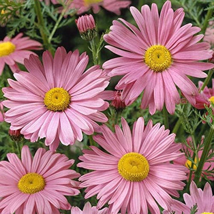 Outsidepride Robinson's Rose Chrysanthemum Seeds - 5000 Pcs. Perennial, Drought Tolerant Flower Seeds for Planting in Pollinator Gardens, Cut Flowers & Low Maintenance Landscaping