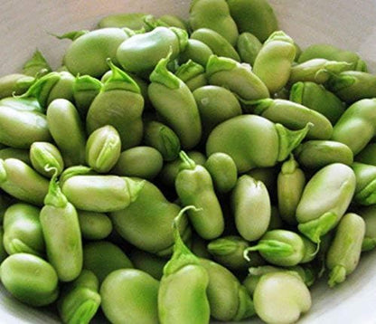 Windsor Broad Bean Seeds (a.k.a Fava Bean Seeds) Non-GMO, Approx. 75 Seeds per Package, Large Meaty Bean That's Great for soups and stews.