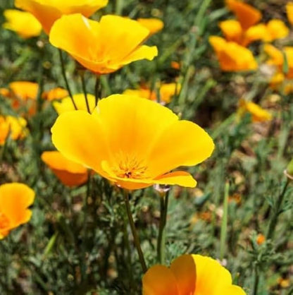 Wood Poppy Roots (Stylophorum diphyllum) – Shade-Loving Native Perennial with Brilliant Yellow Blooms (5 Roots)