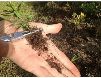 The Original Sharktooth Weed Puller Remover Weeding & Gardening Tool Weeder -Pull from The Root Easily! Ergonomic Handheld Weeding Tool for Spring Summer Cleaning, for All Age Gardeners