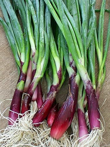 Seeds Red Welsh Bunching Onion - Heirloom Vegetable - GMO Free