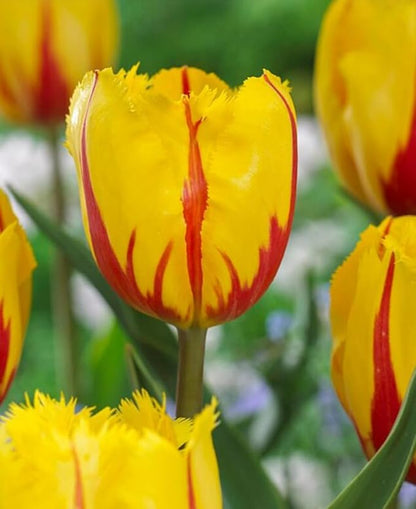 30PCS Rainbow Tulip Bulbs Fringed Mixture Tulips Flower Bulbs Fall Planting for Spring Blooms