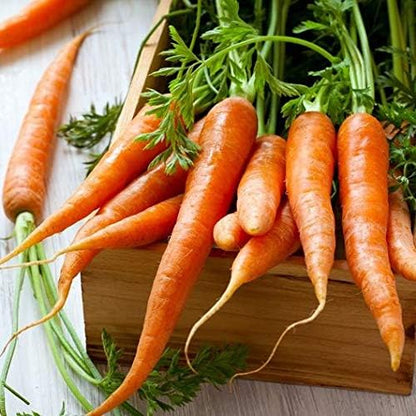 Gaea's Blessing Seeds - Carrot Seeds - Tendersweet - Non-GMO Seeds with Easy to Follow Planting Instructions - Heirloom Net Wt. 1.5g Germination Rate 91%