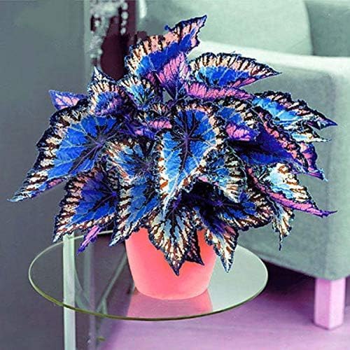 100pcs Rainbow Dragon Coleus Seeds for Planting, Vibrant Foliage, Easy to Grow, Perennial Shade Plant for Garden & Pots